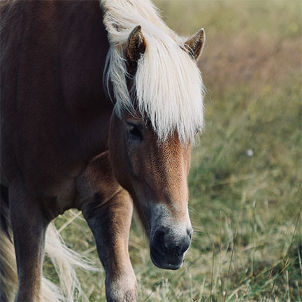 Pony Rides