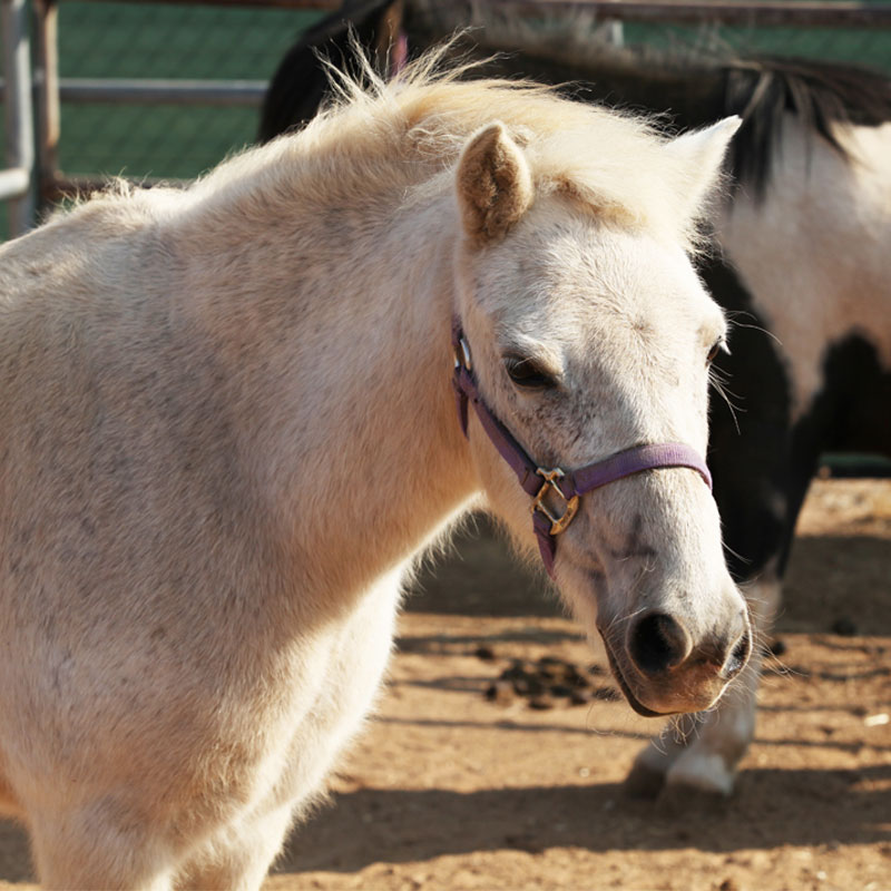 Pony Rides