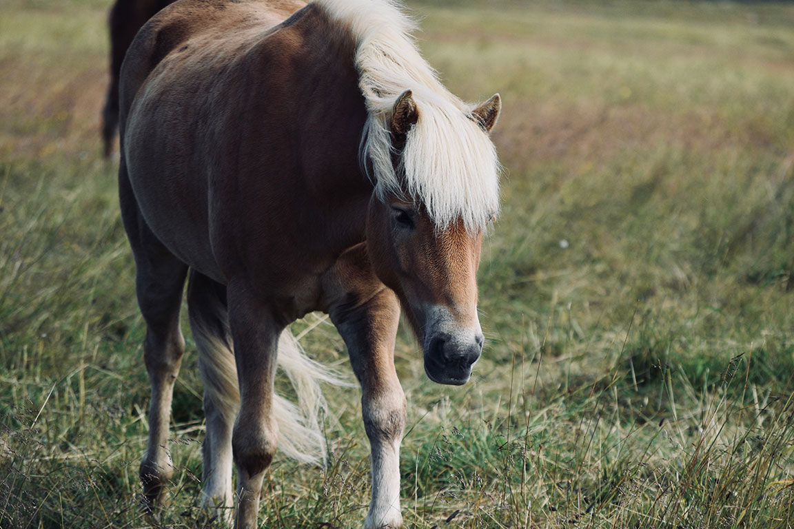 Pony Rides