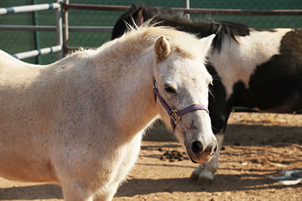 Pony Rides